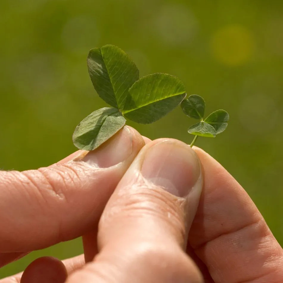 Ultimate Clover Lawn Mix: Low-Maintenance, Eco-Friendly Yard, MicroClover Lawn Seed