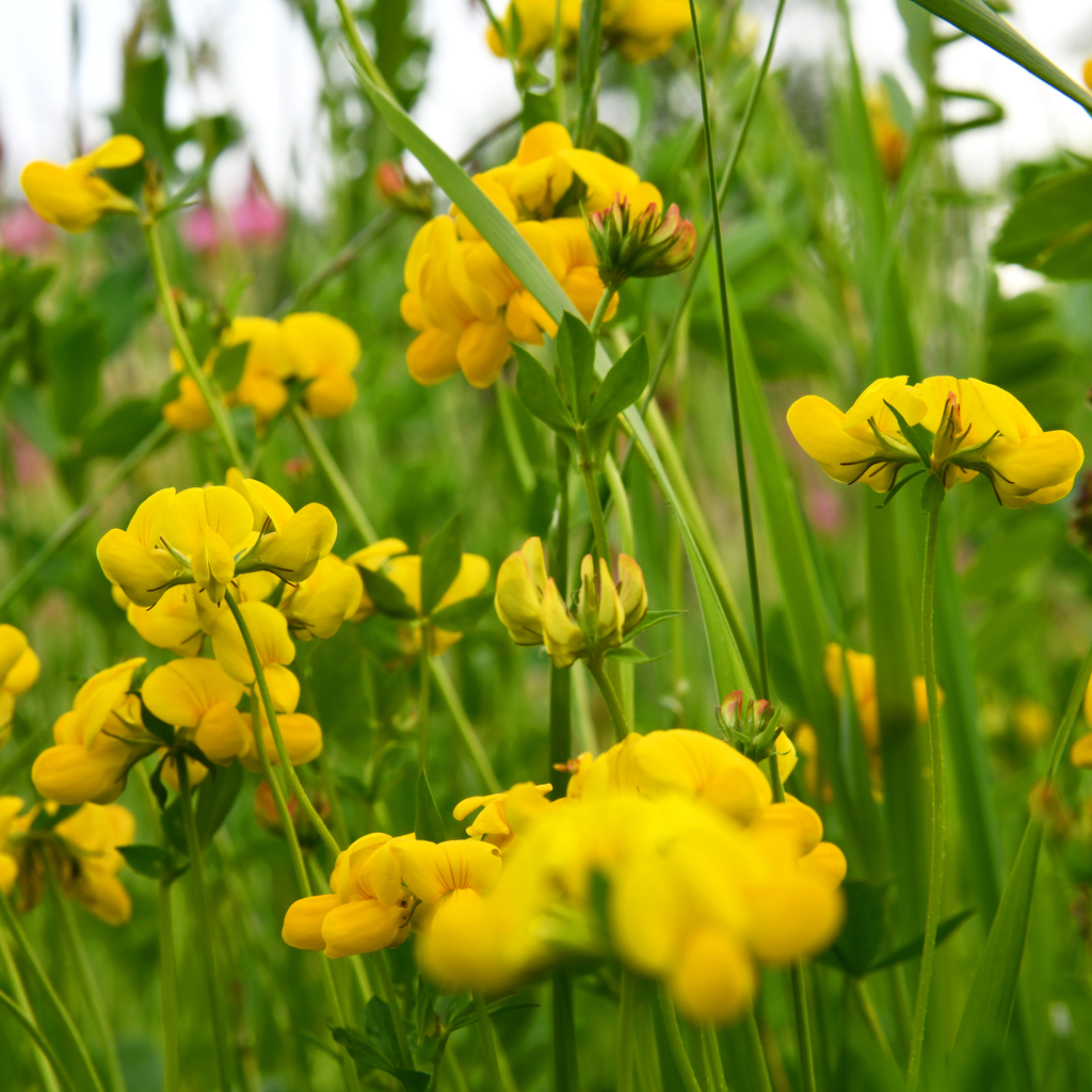 Earthwise Yellow Brick Lawn™ Natural Low Growing Lawn Seed