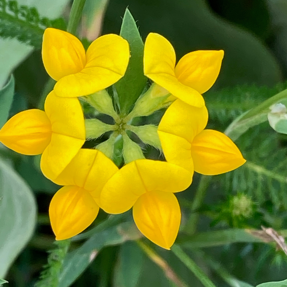 Earthwise Yellow Brick Lawn™ Natural Low Growing Lawn Seed