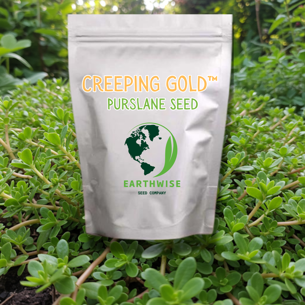 Creeping Gold Purslane Seed