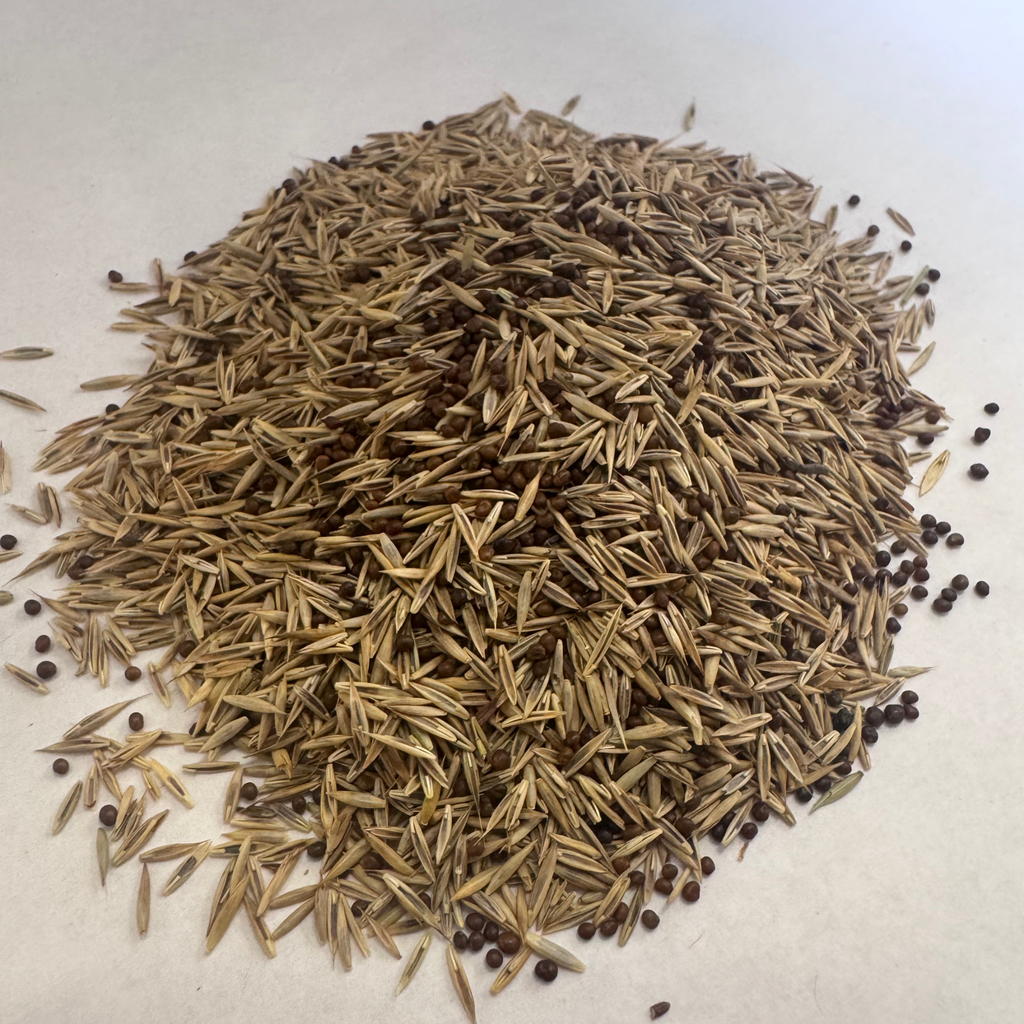 Earthwise Yellow Brick Lawn™ Natural Low Growing Lawn Seed