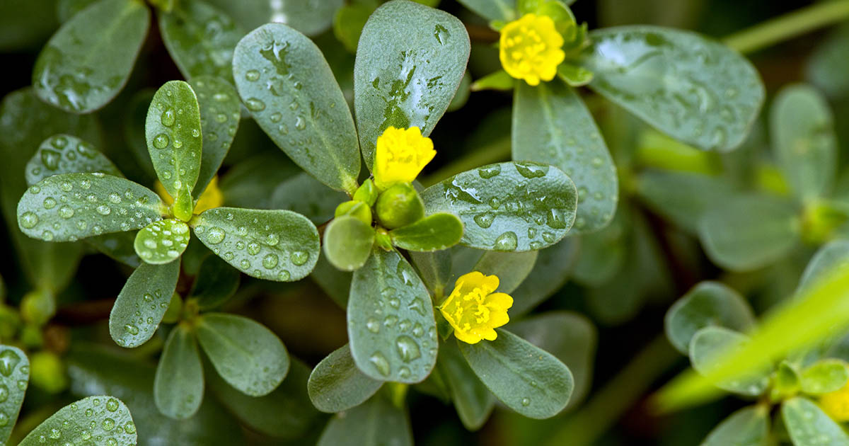 Creeping Gold Purslane Seed