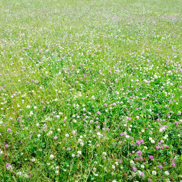 Low Grow™ No-Mow Lawn Mix – Clover & Low-Maintenance Grass Alternative