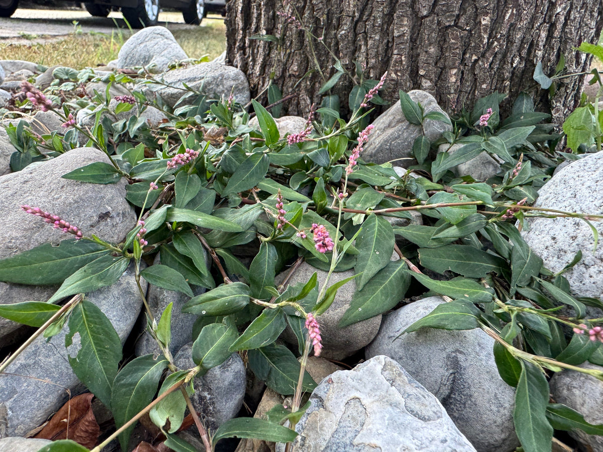 Creeping Smartweed™ — Low-Growing, Native Groundcover with Pink Blooms & Pollinator Friendly