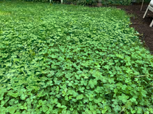 White Dutch Clover Alternative Lawn Seed