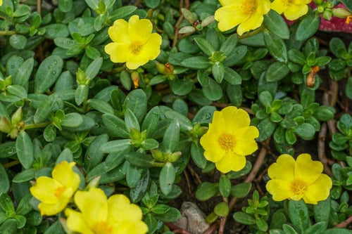 Creeping Gold Purslane Seed