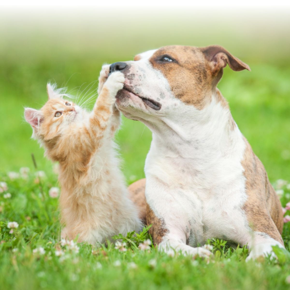 PetLawn Fall Lawn Care Bundle | Ships Free