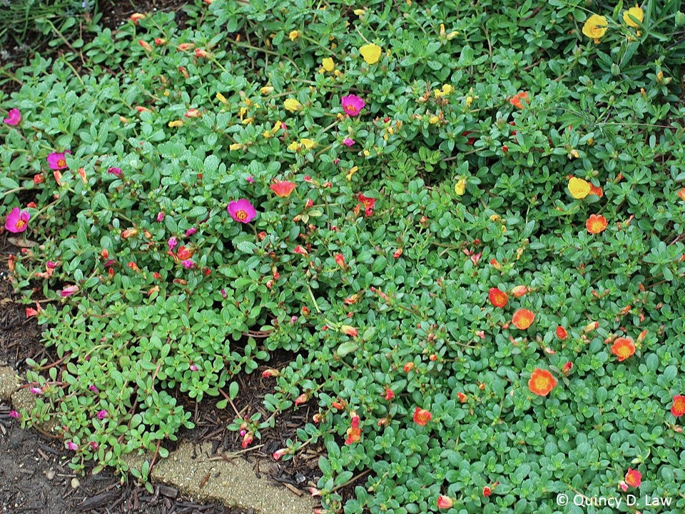 Creeping Gold Purslane Seed