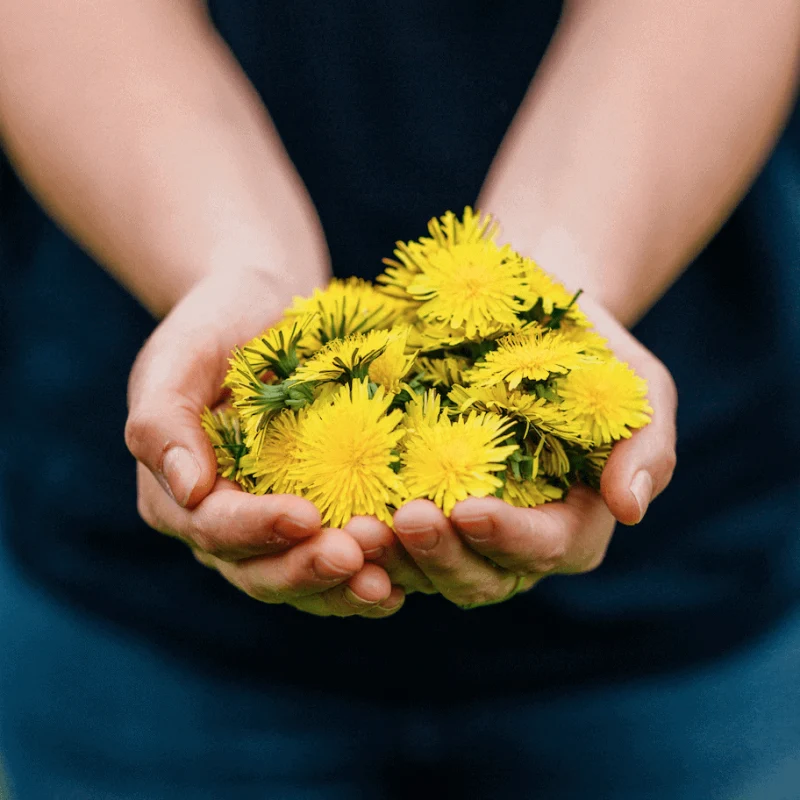 DandiPure™ – Wild Dandelion Seed | Pollinator-Friendly, Edible, Chemical-Free Lawn