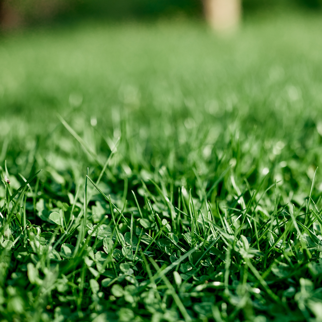 Ultimate Clover Fall Lawn Care Bundle | Ships Free