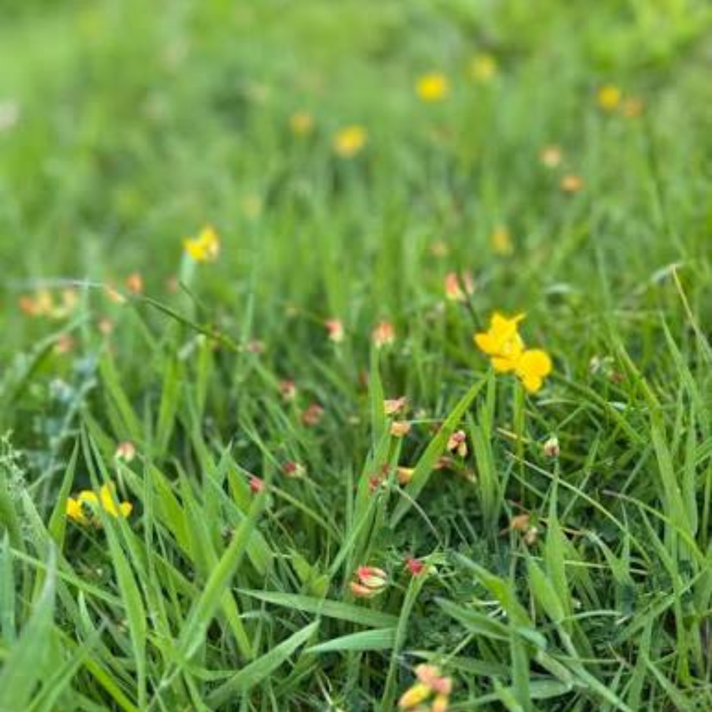 Earthwise Yellow Brick Lawn™ Natural Low Growing Lawn Seed