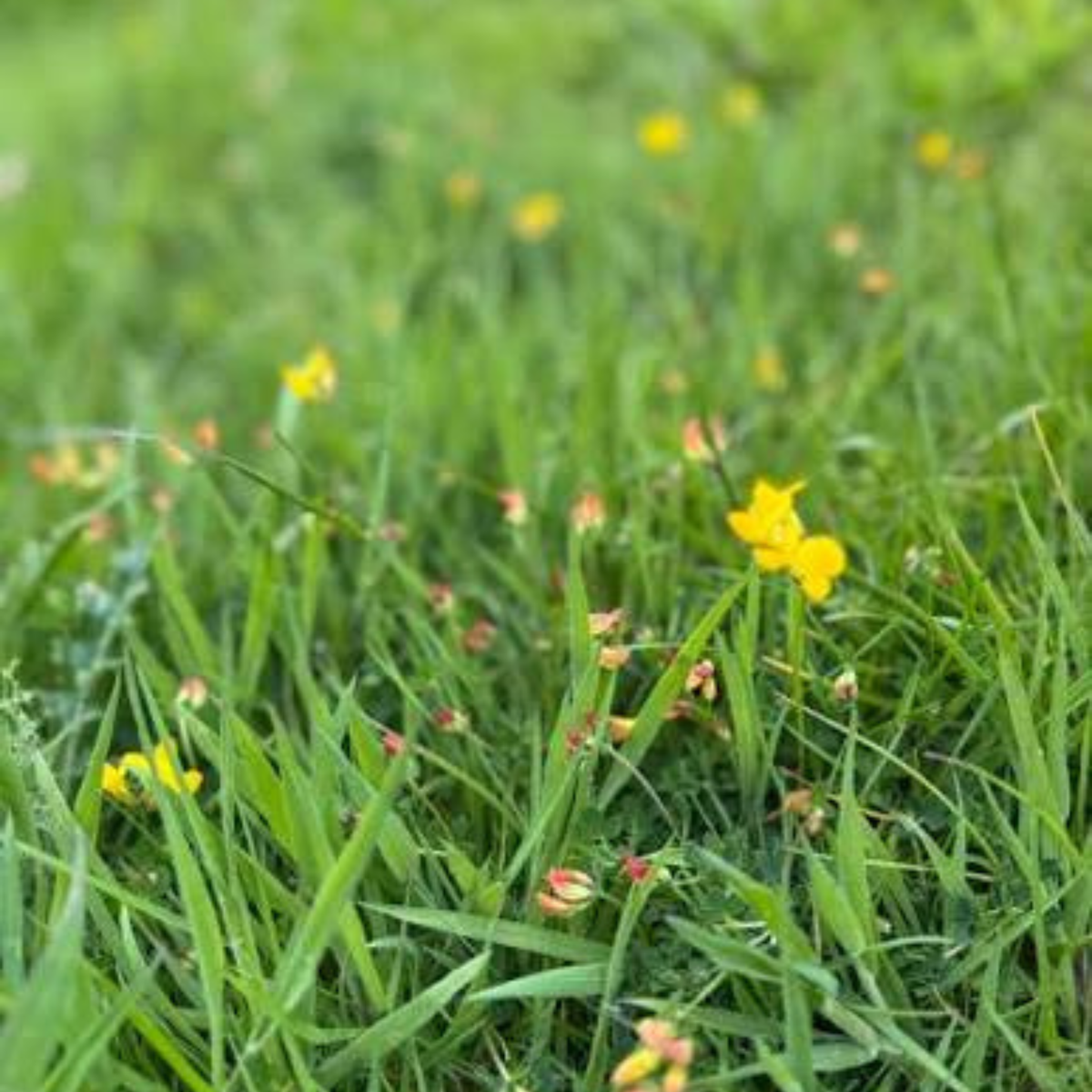 Earthwise Yellow Brick Lawn™ Natural Low Growing Lawn Seed