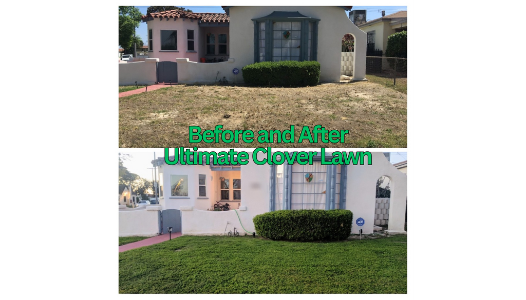 Ultimate Clover Lawn Mix: Low-Maintenance, Eco-Friendly Yard, MicroClover Lawn Seed