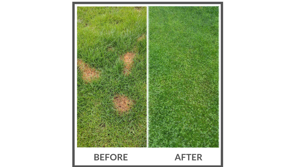 PetLawn™ Dog-Friendly Lawn Mix – Durable, Pet-Safe Grass & Clover Blend