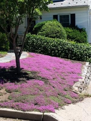 Thyme for a Change - Red Creeping Thyme Seed