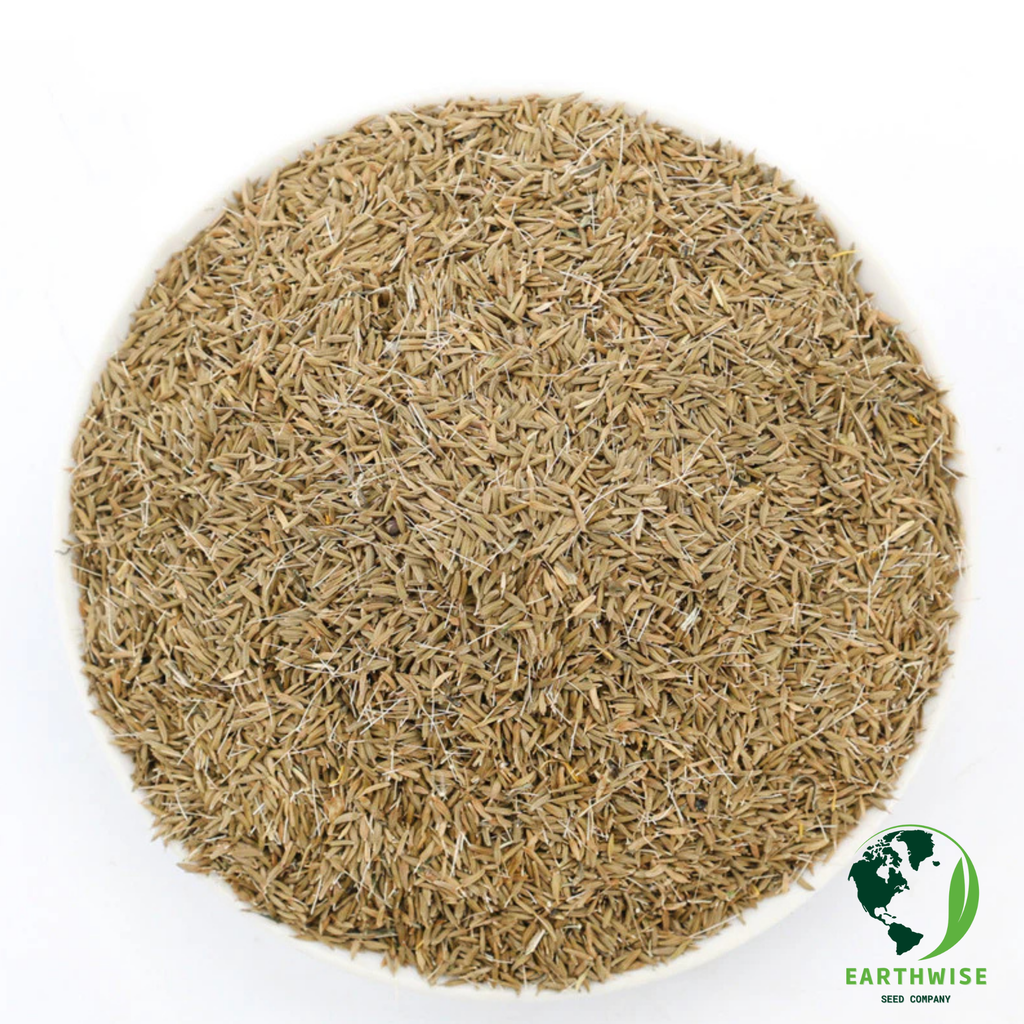 DandiPure™ – Wild Dandelion Seed | Pollinator-Friendly, Edible, Chemical-Free Lawn