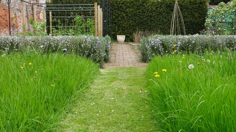 Meadowscaping Mix Alternative Lawn Seed — for Low-Maintenance, Eco-Friendly Lawns
