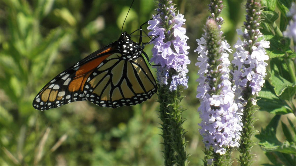 GoodBug™ Wildflower Seed Mix A Natural Way to Fight Garden Pests—Without Chemicals