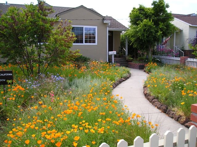 Meadowscaping Mix Alternative Lawn Seed — for Low-Maintenance, Eco-Friendly Lawns