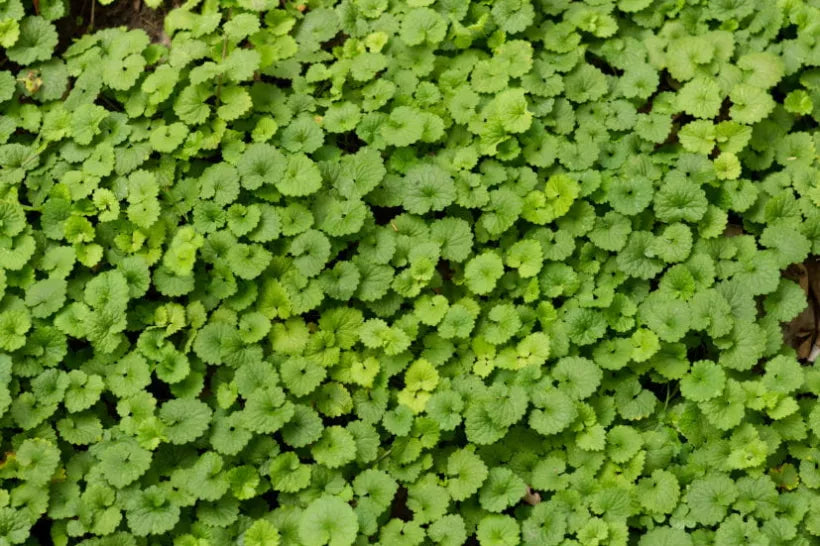 Creeping Charlie Seed (Ground Ivy)