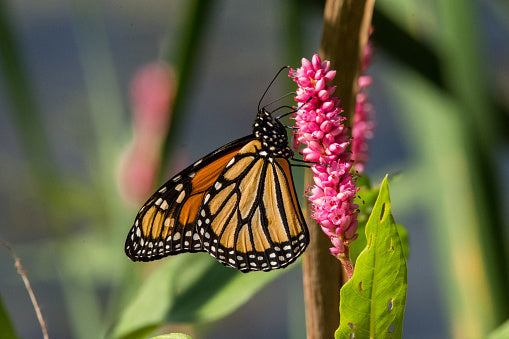 Creeping Smartweed™ — Low-Growing, Native Groundcover with Pink Blooms & Pollinator Friendly