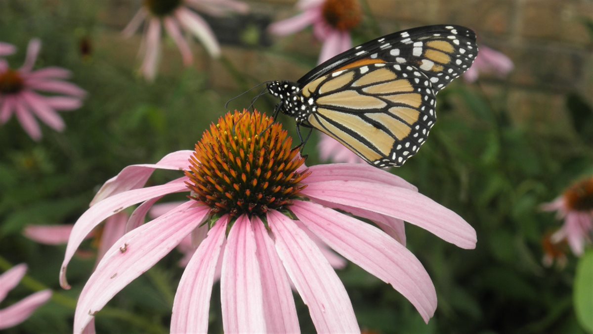 GoodBug™ Wildflower Seed Mix A Natural Way to Fight Garden Pests—Without Chemicals