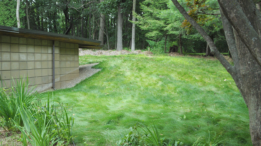 EcoSeed on a hill 