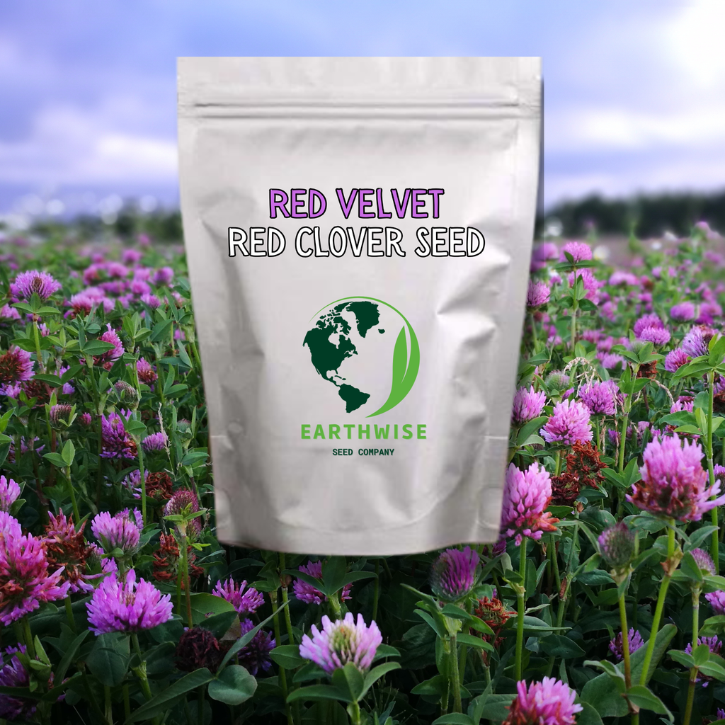Red Velvet™ Alternative Lawn Seed (Red Carpet Clover)