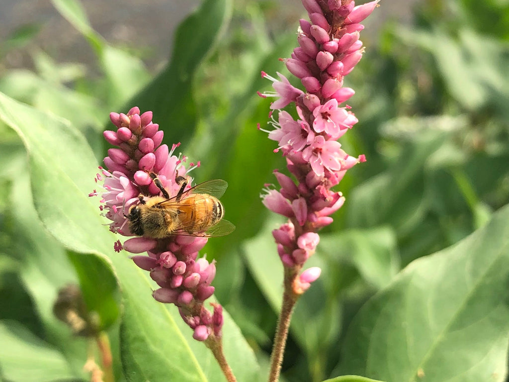 Creeping Smartweed™ — Low-Growing, Native Groundcover with Pink Blooms & Pollinator Friendly