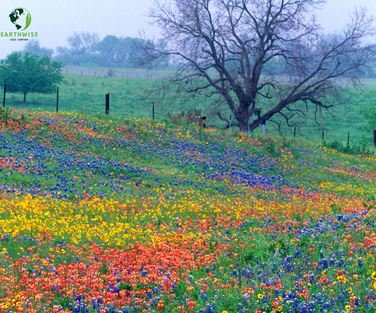 Lone Star Native Wildflower Mix -  Bold Blooms. True Texas Roots.