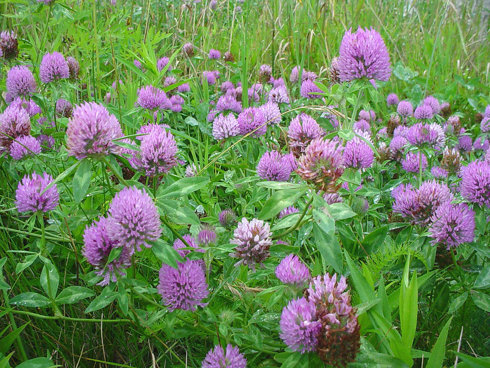 Red Velvet™ Alternative Lawn Seed (Red Carpet Clover)