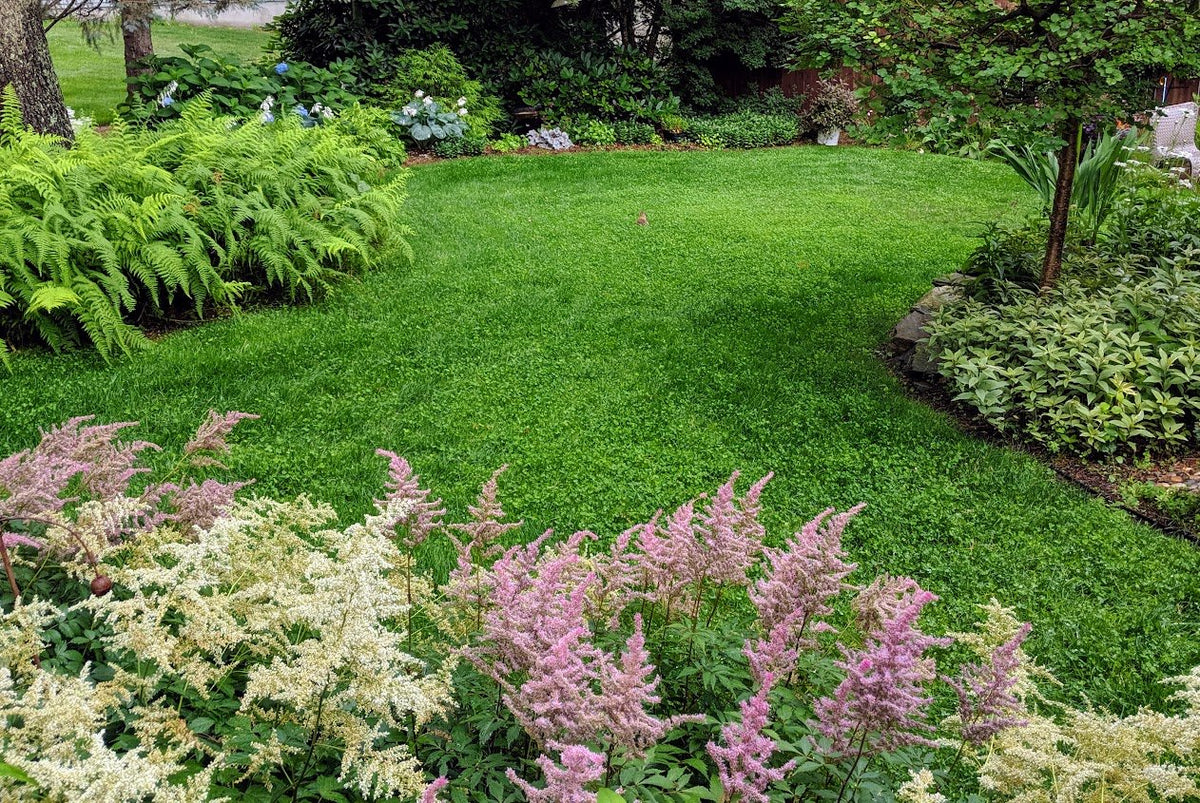 Ultimate Clover Lawn Mix: Low-Maintenance, Eco-Friendly Yard, MicroClover Lawn Seed